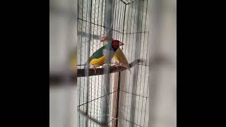 Gouldian finch breeding birdsstorychannel [upl. by Traweek606]