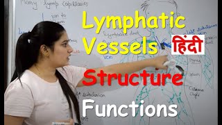 Lymphatic Vessels in Hindi  Structure  Functions  Circulation [upl. by Arul358]