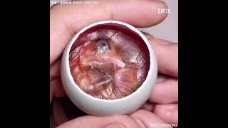 How A Chick Born From A Egg 🐣  Interesting Video  😱 [upl. by Yort265]