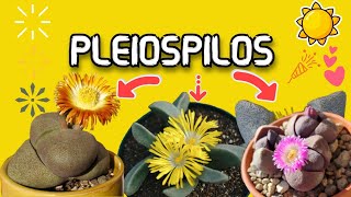 PLEIOSPILOS Y SUS VARIEDADES [upl. by Plossl696]