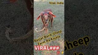 💫💯Barik sheep farm baslat  new 6 teeth sheep odisha quality [upl. by Epolenep524]