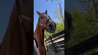 im riding elroy beans tomorrow afternoon manifesting a good ride🙃equestrian saddlebred barnvlog [upl. by Lattonia]