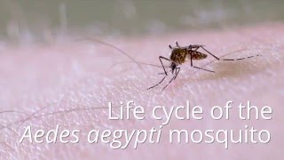 Life cycle of the mosquito Aedes aegypti [upl. by Sukey]