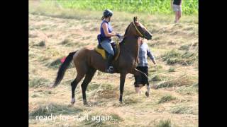 Arabian stallion Eas El Maz and Akhal Teke Stallion Chimki A at Birstein Endurance 2013 [upl. by Idas839]