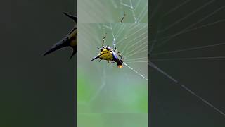 Macracantha hasselti Spider catches insect spider shorts [upl. by Odareg]