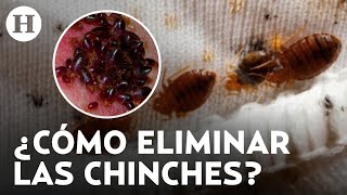 ¡Sobreviven sin alimento Chinches no se exterminan con insecticidas comerciales advierten expertos [upl. by Irmine]