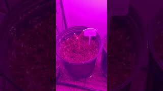 Winterized pepper plant update 🤗😮 gardentips garden gardening homesteading plants [upl. by Aman]