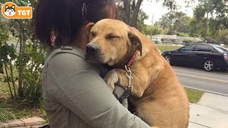 Most Emotional Dogs Reunions with Their Owners That Will Melt Your Heart ❤️ 2 [upl. by Paza]