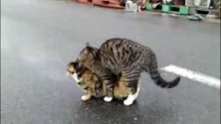 【衝撃映像】ネコの交尾 Cats mating at the fishery port 【ぬこさん】 [upl. by Zaneski]