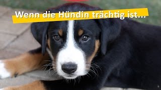 WauTV  Die Trächtigkeit einer Hündin Ablauf und mögliche Komplikationen [upl. by Lisabeth415]