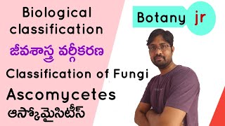 Ascomycetes  Biological classification  Fungi  ఆస్కోమైసిటీస్ [upl. by Ientirb]