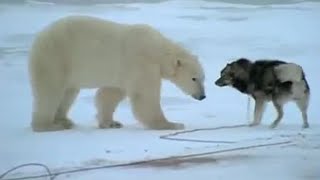 Huskies and Bears  Wild Polar Bear Diary  BBC Earth [upl. by Akapol]