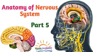 Anatomy of Nervous System Diencephalon amp Brain Stem Interesting Video with Amharic Speech Part 5 [upl. by Arakahs]