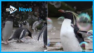 Edinburgh Zoo penguins celebrate awareness day with bubbles [upl. by Head]