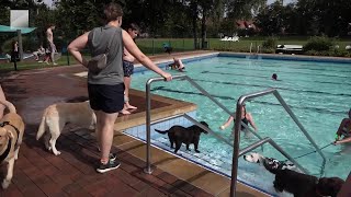 Zum Saisonende im Freibad Steinfeld Niedersachsen  Tierischer Badespaß für Wuffis [upl. by Lyndon]