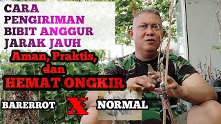 CARA PENGIRIMAN TANAMAN JARAK JAUH HEMAT ONGKIRDAN LOLOS BANDARA bareroot kaij anggurSUPRIANTO [upl. by Nesaj103]