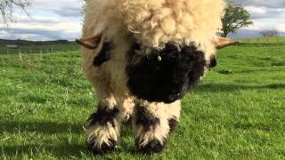 Valais Blacknose Sheep Northumberland [upl. by Araem]