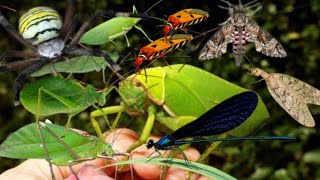 Hunting Katydids  Dobsonfly  Spiders‼️ [upl. by Ykcin]