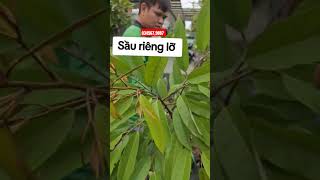 200c sầu riêng thái lỡ cho chủ đầu tư sauriengthai sauriengblackthorn sauriengmusaking caygiong [upl. by Asille966]