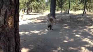 Quick Leonberger Sneak Attack [upl. by Donnelly]