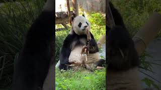 The panda eating the food in his hand and staring at the sterculia lychnophora in front of him [upl. by Oruasi]