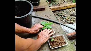 How to Grow Episcia [upl. by Lewis556]