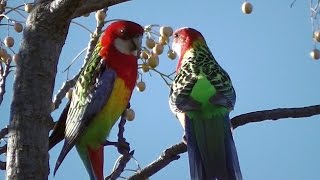 Rosellas Courting in Spring •▽• ❤♥ •▽• [upl. by Rubens]