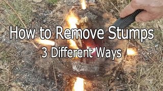 How to Remove Stumps Three Different Ways [upl. by Dickman]