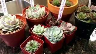 Echeveria vs Sempervivum vs Aeonium vs Graptopetalum vs Graptoveria [upl. by Meggy]