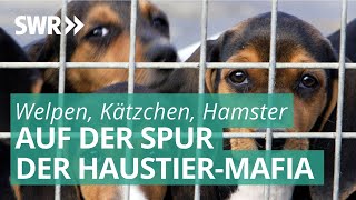 Das Geschäft mit unseren Haustieren  Marktcheck deckt auf SWR [upl. by Otreblada]