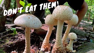 7 Common Poisonous Mushrooms You Should Know [upl. by Daj316]