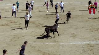 Encierros de Guadarrama 2024 3009 [upl. by Hachman]