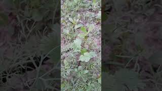 Vegetable Greenery Herbage Wildlife Flowers Nature of Central Asia Animal World [upl. by Stuart915]