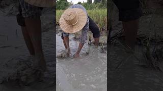 Smart fisherman catch fish in the mud water at field when after raining by hand shots topfishing [upl. by Priscella]