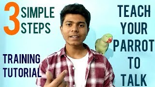 How To Train Parrot To Talk  Training Tutorial  Teaching Alexanderine Parrot to Talk  Hindi [upl. by Aissert]