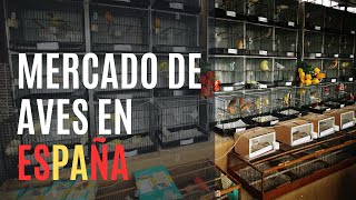 Feria de intercambio de aves ESPAÑA Aielo de Malferit [upl. by Leno]