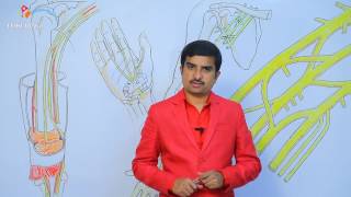 Median nerve anatomy  Usmle quick review lecture  Dr Bhanu prakash [upl. by Sema530]