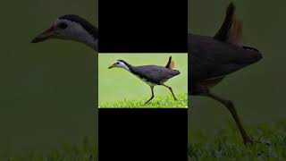 waterhen 3 bestsoundquality duck waterhen birds ruak2 nature [upl. by Eulalee]