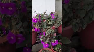 Achimenes longiflorafloweringplantyoutubeviral [upl. by Osnola]