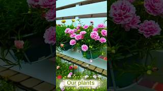 Look at this so Beautiful 😍 Moss Rose Plants shorts short garden plants flowers [upl. by Anwahsad]