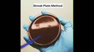 streak Plate Method  microbiology lab work  blood Agar media  microbiology  shorts shortvideo [upl. by Eisle914]