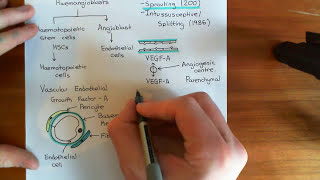 Introduction to Angiogenesis Part 1 [upl. by Guss]