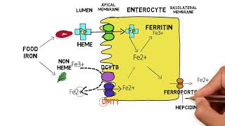 IRON METABOLISM [upl. by Durham]