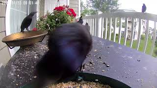 Grackles on a cloudy morning [upl. by Occer]