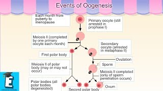 Events of Oogenesis Learn for Children and Kids  EDUKID Learning [upl. by Nibla]