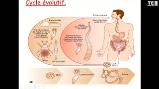 parasitologie Cestodes [upl. by Dianemarie253]