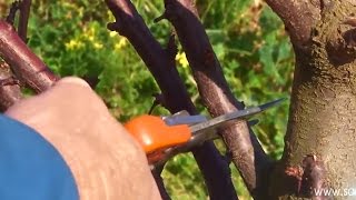 Pruning  Plum Trees [upl. by Mendez]