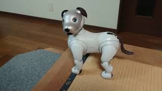 aibo、段差が降りれなくて鳴く。  Aibo is afraid of steps 【アイボ】 [upl. by Houser]