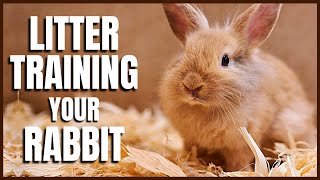 Litter Training Your Pet Rabbit [upl. by Natalya]