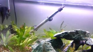 Fluval u3 filter planted tank [upl. by Ilujna100]